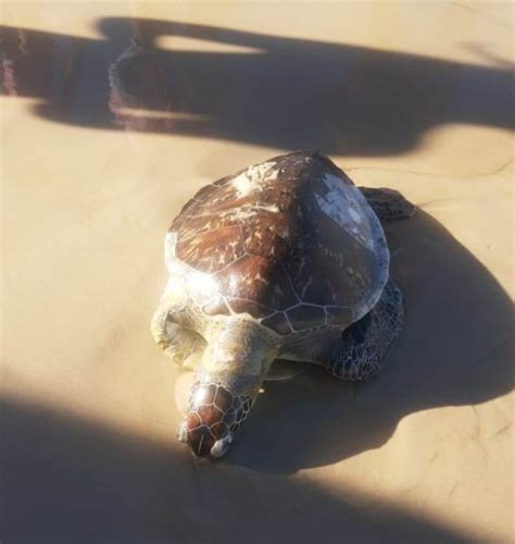 ILHÉUS TARTARUGA É ENCONTRADA MORTA NA PRAIA DO SUL Ilhéus Net