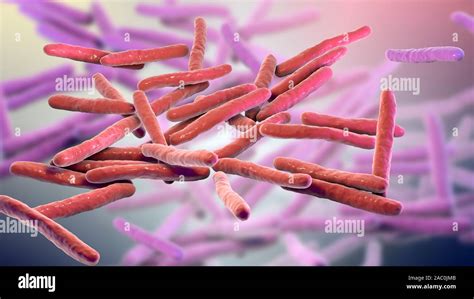 Leprosy bacteria hi-res stock photography and images - Alamy