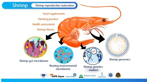 Shrimp International Joint Research Center On Food Security