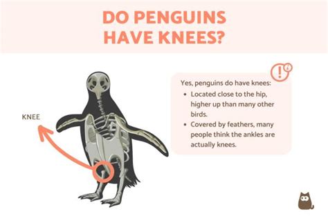 Do Penguins Have Knees Yes They Do