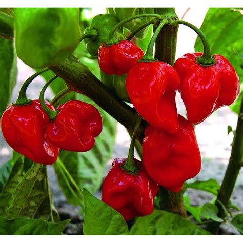 Carribean Red Habanero Pepper Plant - Very Hot - 4" Pot - Walmart.com ...