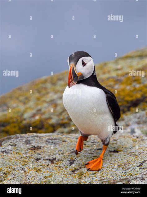 Atlantic Puffins during mating season Stock Photo - Alamy