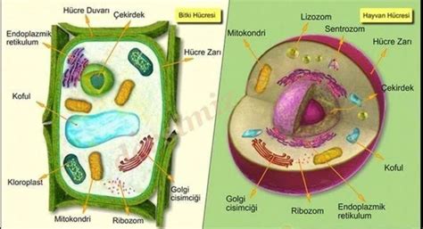 bitkilerin hücre duvarı seyma isik