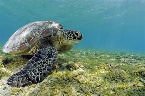 Un centre de soins des tortues marines bientôt créé à Mayotte Mayotte