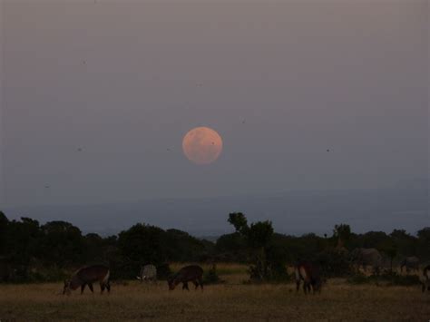 Moon Over Mount Kenya Moonrise Sweetwaters Tented Camp Back Safari