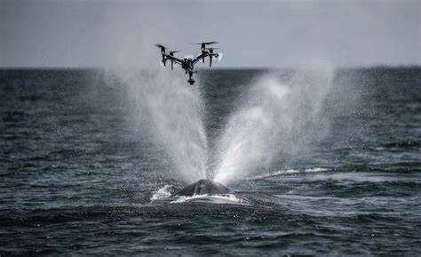 Ocean Alliance Develops Drone Based Whale Monitoring Ust