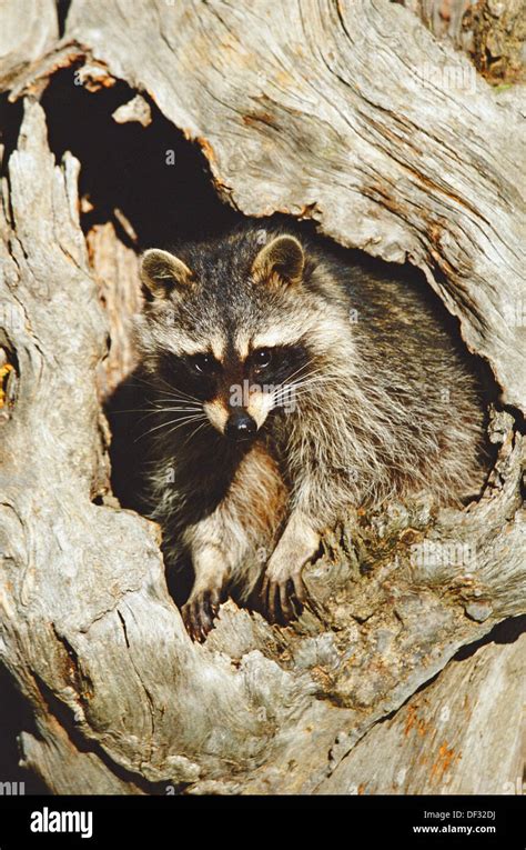 Hollow Tree Raccoon Hi Res Stock Photography And Images Alamy