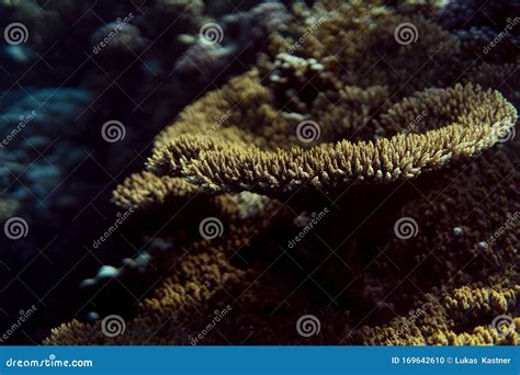 Coral Reef Macro Photography, Underwater Coral Reef Texture, Ocean ...