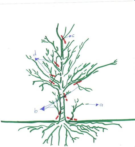 prune fruit trees pruning  easy