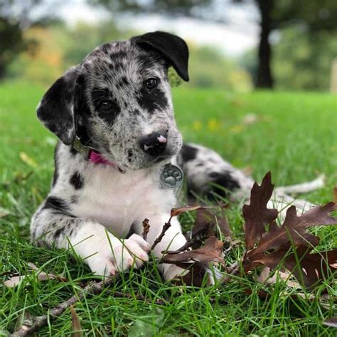 35 Great Dane mixes you need to know more about right now - K9 Web