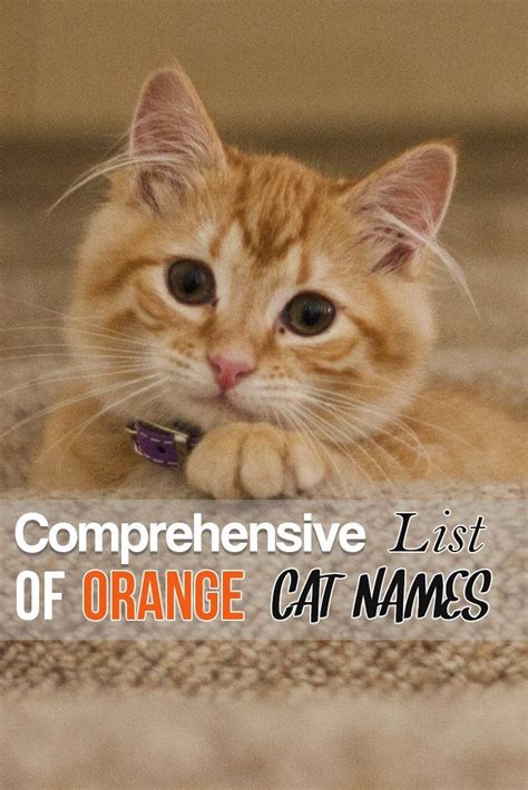 Cat Names Boy Orange - Cats Family