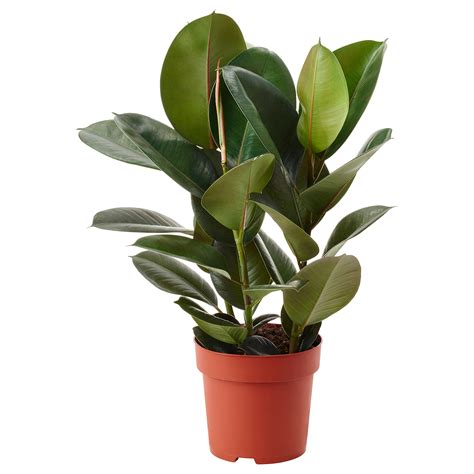 FICUS ELASTICA Potted Plant Rubber Plant Assorted 19 Cm IKEA Lietuva