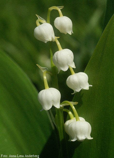 Liljekonvalj Liljekonvalj Blommor Och V Xter