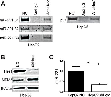 Hes1 Regulates MiR221 Expression A DNA Samples Of HepG2 Cells Was