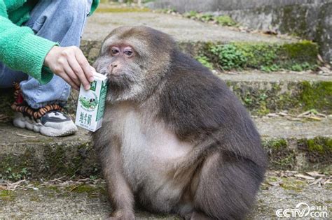 独臂猿猴 星星”成网红 游客慕名一睹真面目 搜狐大视野 搜狐新闻