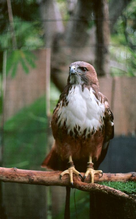 Red Buteo Jamaicensis Known As Gavilán Cola Roja Refugi Flickr