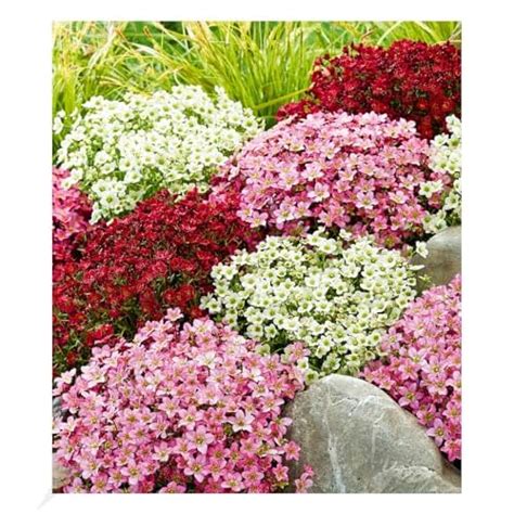 BALDUR Garten Saxifraga Mix Blütenteppich 3 Pflanzen