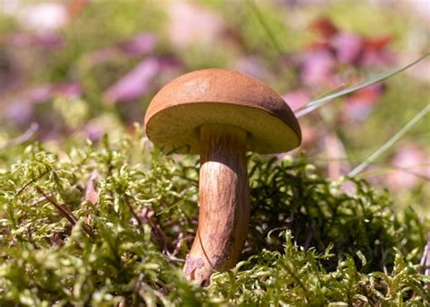 Premium Photo Mushrooms Admirable Bolete Aureoboletus Mirabilis