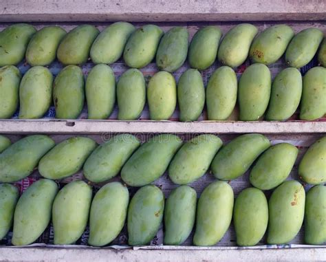 Stacks Of Sweet Aroma Ripe Green Mangoes Fruit On Wooden Stack Stock