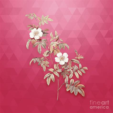 Vintage Musk Rose In Gold On Viva Magenta Mixed Media By Holy Rock