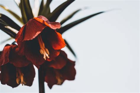 Primer Plano De Hermosos Lirios Rojos Silvestres Sobre Un Fondo Blanco