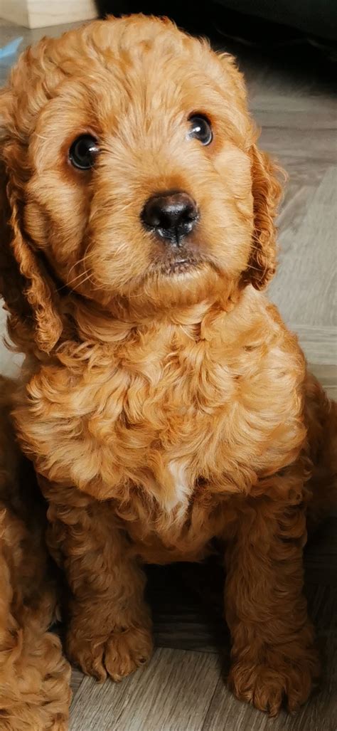 Stunning toy Goldendoodle boy puppies for sale | UKPets