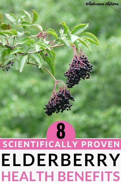 Elderberry Concoctions May Be Delicious But Are They Healthy 8