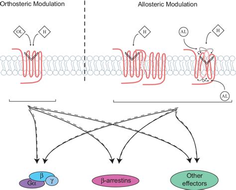 Directing Signaling By Orthosteric And Allosteric GPCR Ligands