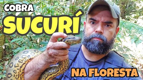 SUCURÍ NA FLORESTA SUCURI VERDE YouTube