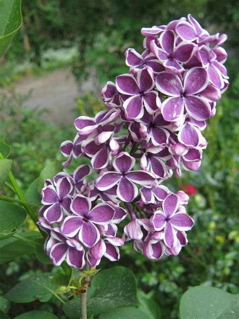 Lilacs and redbuds