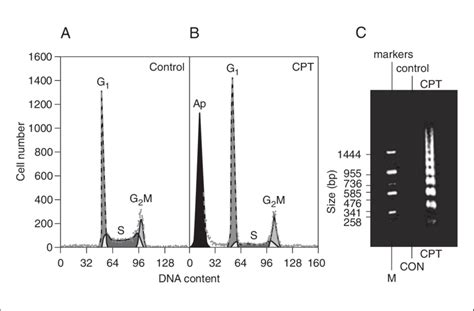 5 4 Flow Cytometric DNA Content Analysis Of Control A And