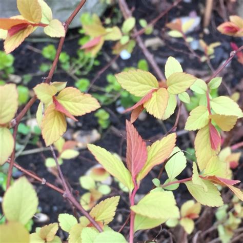 Spiraea Japonica Goldflame Syn Spiraea X Bumalda Goldflame