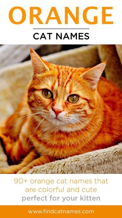 Orange Cat Names 155 Unique Options For Gingers Cats Cat Names