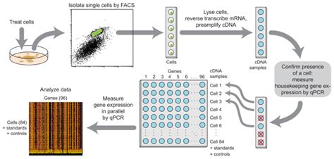 Single Cell Gene Expression Profiling Using Facs And Qpcr With Internal