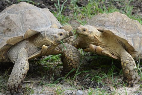 Sulcata Tortoise Utica Zoo