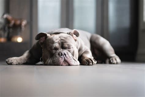 What Do Dogs Dream About? Everything You Need To Know - BusterBox Blog