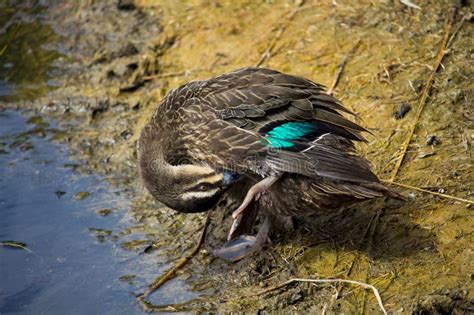 Pacific Black Duck Preening Its Feathers At The Lake Stock Image