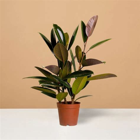 Buy Rubber Plant Ficus Elastica Online In Dubai UAE