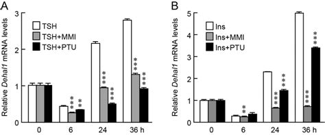 MMI And PTU Differently Modulate Dehal1 MRNA Expression Induced By TSH