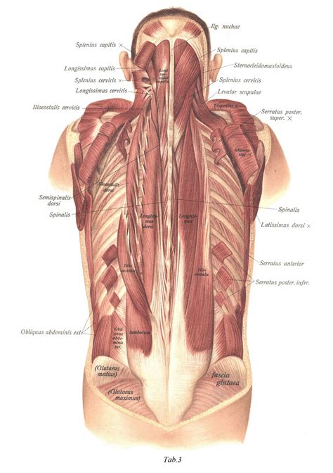 Rückenmuskeln musculi dorsi Atlas der deskriptiven Anatomie des