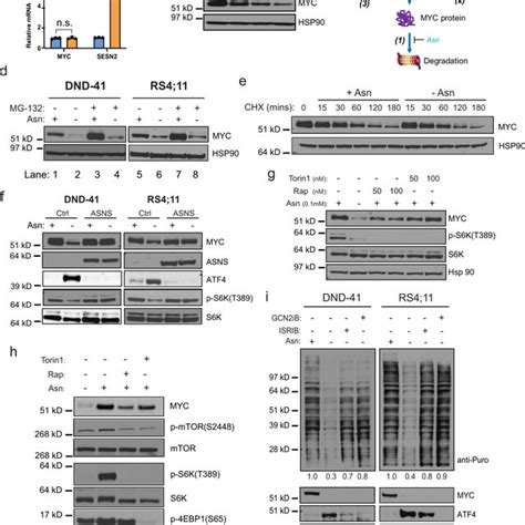 Asparagine Starvation Suppresses Myc Protein Expression In All Cells