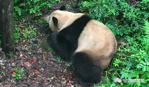 在四川看大熊猫（三）都江堰篇 知乎