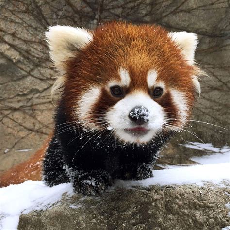 funny animals   week  february   pics amazing creatures