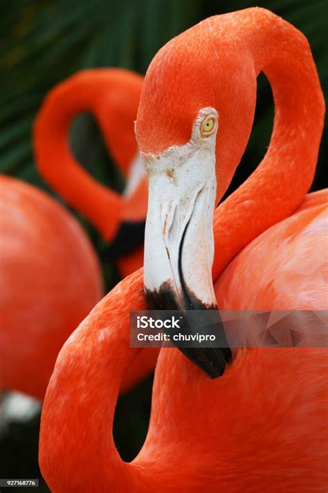 American Flamingos Closup Portrait Great Inagua Island The Bahamas ...