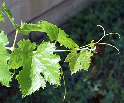 Growing Grapes: Vitis vinifera