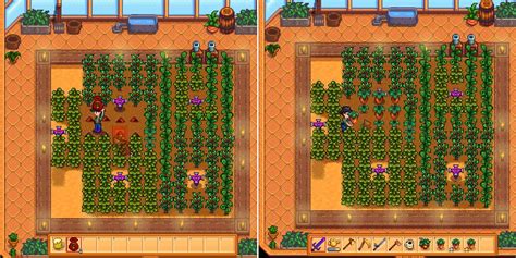 Stardew Valley Rare Seed: How To Grow It