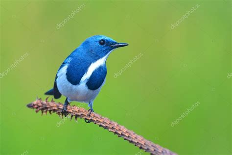 Flycatcher P Jaro Ultramar Fotograf A De Stock Thawats