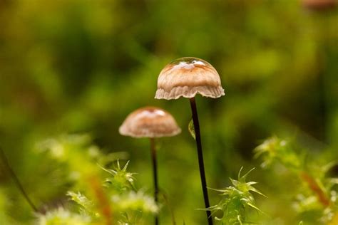 Champignons Les Plantes Champignon Photo Gratuite Sur Pixabay Pixabay