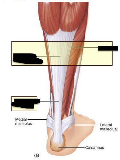 Lab Practical Posterior Lower Leg Muscles Diagram Quizlet