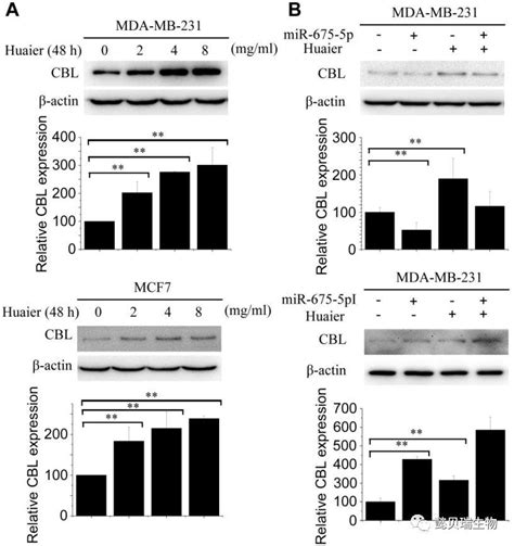 上海懿贝瑞：槐耳提取物通过lncrna H19 Mir 675 5p途径抑制乳腺癌 知乎